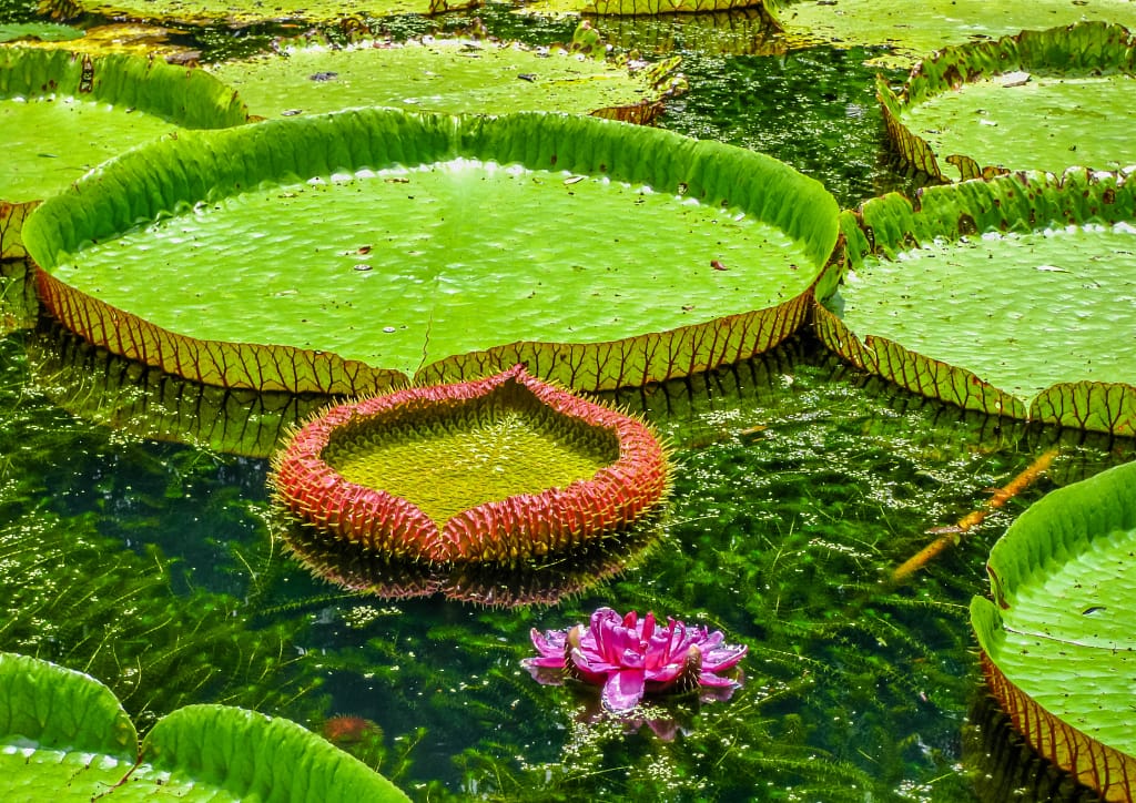 activité ile maurice - aleakeys